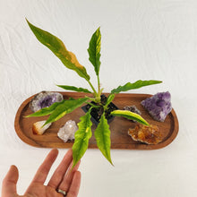 Load image into Gallery viewer, Philodendron Ring Of Fire Variegated 2.5" pot, Fedex 2day*