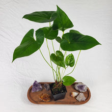 Load image into Gallery viewer, Anthurium Decipiens, Exact Plant double plant