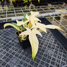 Load image into Gallery viewer, Philodendron Florida Ghost, Exact Plant Ships Nationwide