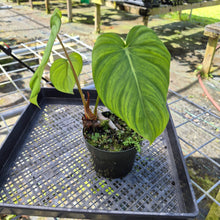 Load image into Gallery viewer, Philodendron Pastazanum, Exact Plant