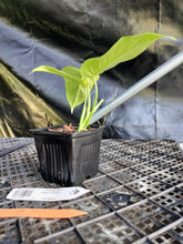 Load image into Gallery viewer, Philodendron Bipennifolium, Exact Plant Variegated Ships Nationwide