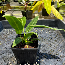 Load image into Gallery viewer, Anthurium Warocqueanum, Queen, Exact Plant Ships Nationwide