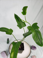 Load image into Gallery viewer, Jerry Horne, exact plant, Philodendron, ships nationwide
