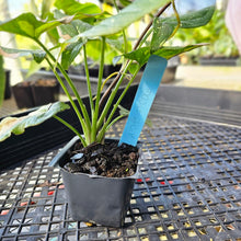 Load image into Gallery viewer, Syngonium Red Spot Tricolor, Exact Plant Variegated Ships Nationwide