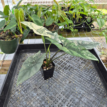 Load image into Gallery viewer, Alocasia simpo albo Exact Plant Ships Nationwide