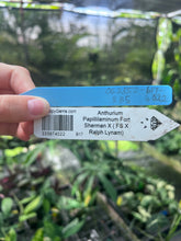 Load image into Gallery viewer, Anthurium Papillilaminum Fort Sherman X ( FS X Ralph Lynam), Ship Nationwide