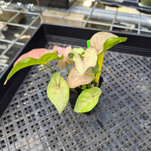 Load image into Gallery viewer, Syngonium Pink Spot Variegated 2.5" pot, Fedex 2day*