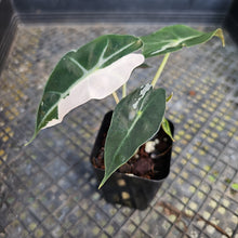 Load image into Gallery viewer, Alocasia polly pink variegated, Exact Plant Ships Nationwide.
