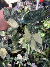 Load image into Gallery viewer, Alocasia Dragon Scale Albo Variegated 2.5" pot, Fedex 2day*