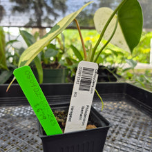 Load image into Gallery viewer, Philodendron Ilsemanii, Exact Plant Variegated Ships Nationwide