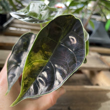 Load image into Gallery viewer, Alocasia Azlanii Aurea variegated exact plant, Fedex 2day*