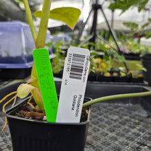 Load image into Gallery viewer, Philodendron Goldiana, Exact Plant Ships Nationwide