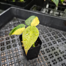 Load image into Gallery viewer, Alocasia wentii aurea, Exact Plant Ships Nationwide