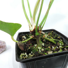 Load image into Gallery viewer, Anthurium Brownii, 4'' pot, ships nationwide