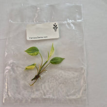 Load image into Gallery viewer, Philodendron Hederaceum Micans Aurea tissue culture 2DayAir