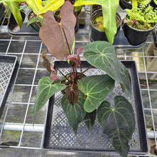 Load image into Gallery viewer, Anthurium Ace Of Spades X Papillilaminum, Exact Plant Ships Nationwide