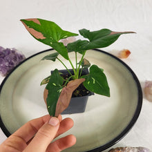 Load image into Gallery viewer, Syngonium Red Spot Tricolor Variegated 2.5" pot, Fedex 2day*