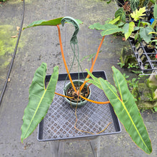 Load image into Gallery viewer, Philodendron Billietiae exact plant, Fedex 2day*