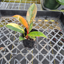 Load image into Gallery viewer, Philodendron Red Congo, Exact Plant Variegated Ships Nationwide