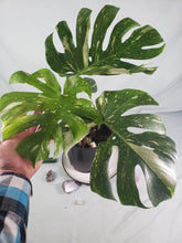 Load image into Gallery viewer, Thai Constellation, Exact Plant, variegated Monstera