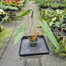Load image into Gallery viewer, Philodendron Billietiae exact plant, Fedex 2day*