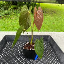 Load image into Gallery viewer, Anthurium Moodeanum x Veitchii, exact plant, Fedex 2day*