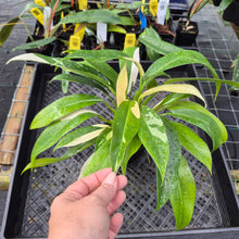 Load image into Gallery viewer, Philodendron Wend Imbe, Exact Plant Variegated Ships Nationwide