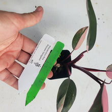 Load image into Gallery viewer, Philodendron Pink Princess, Exact Plant Variegated Ships Nationwide