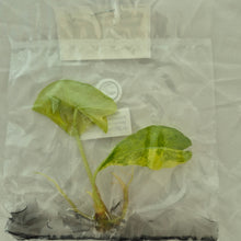 Load image into Gallery viewer, Alocasia Longiloba Grandis Aurea Variegated tissue culture 2DayAir
