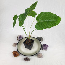 Load image into Gallery viewer, Anthurium Propinquum, Exact Plant Ships Nationwide