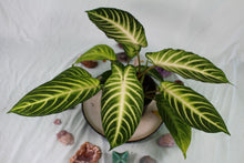 Load image into Gallery viewer, Xanthosoma Lindenii, triple plant, Exact Plant