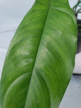 Load image into Gallery viewer, 69686, exact plant, Philodendron, ships nationwide