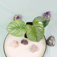 Load image into Gallery viewer, Philodendron Sodiroi True Form Shipped Nationwide