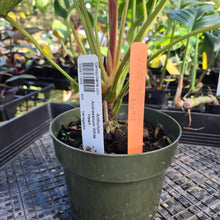 Load image into Gallery viewer, Anthurium Andraeanum White Heart, Exact Plant Variegated Ships Nationwide