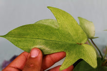 Load image into Gallery viewer, Philodendron Florida Ghost Exact Plant Ships nationwide