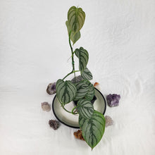 Load image into Gallery viewer, Philodendron Brandtianum Mini Form 4" pot, Fedex 2day*