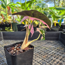 Load image into Gallery viewer, Alocasia polly pink variegated, Exact Plant Ships Nationwide.