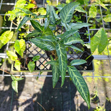Load image into Gallery viewer, Syngonium Angustatum Little Star, Exact Plant