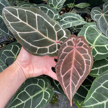 Load image into Gallery viewer, Anthurium Red Crystallinum Doc Block 6" pot, Fedex 2day