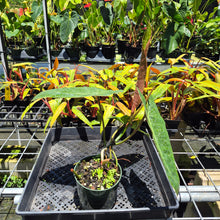 Load image into Gallery viewer, Philodendron Maximum 6" pot, Fedex 2day