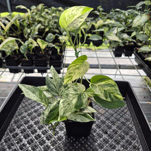 Load image into Gallery viewer, Epipremnum Pinnatum Marble Variegated exact plant, Fedex 2day*