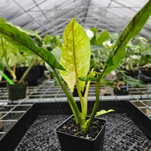 Load image into Gallery viewer, Philodendron Subhastatum, Exact Plant Variegated Ships Nationwide