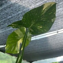 Load image into Gallery viewer, Monstera Deliciosa Creme Brulee variegated exact plant, Fedex 2day*