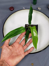 Load image into Gallery viewer, Philodendron 69686 Bette Waterbury 2.5" Pot, Fedex 2 day*