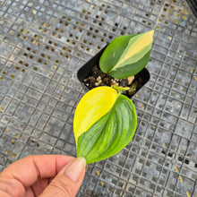 Load image into Gallery viewer, Scindapsus Rubicon, Exact Plant Variegated Ships Nationwide
