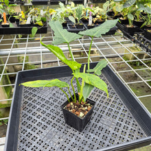 Load image into Gallery viewer, Philodendron Minarum 'Lime Fiddle' exact plant, Fedex 2day*