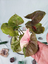 Load image into Gallery viewer, Strawberry Ice Galaxy, Exact Plant, variegated Syngonium