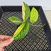 Load image into Gallery viewer, Monstera Peru "Karstenianum" Variegated exact plant, Fedex 2day*