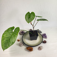 Load image into Gallery viewer, Philodendron Sodiroi True Form, Exact Plant Ships Nationwide