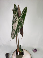 Load image into Gallery viewer, Longiloba Denudata, Exact Plant, Alocasia